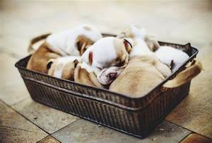dogs in a box